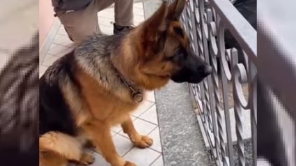 Illustration : Une chienne voit une voiture approcher et a une réaction émouvante en reconnaissant le conducteur (vidéo)