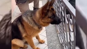 Illustration : Une chienne voit une voiture approcher et a une réaction émouvante en reconnaissant le conducteur (vidéo)