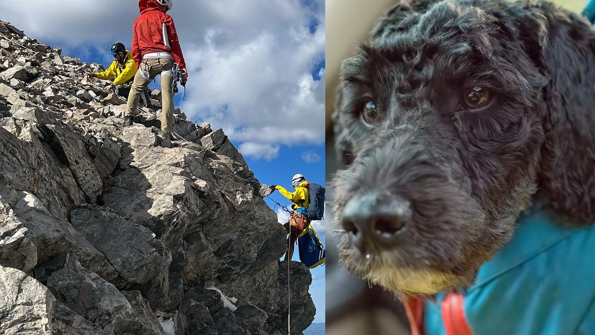 Illustration : "Des secouristes bénévoles se lancent à la recherche d'un chien victime d'une chute vertigineuse de 180 mètres en montagne"