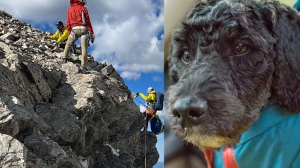 Illustration : Des secouristes bénévoles se lancent à la recherche d'un chien victime d'une chute vertigineuse de 180 mètres en montagne