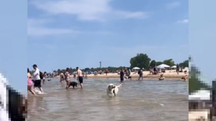 Illustration : La réaction attendrissante d'un chien pensant avoir perdu sa maîtresse à la plage (vidéo)