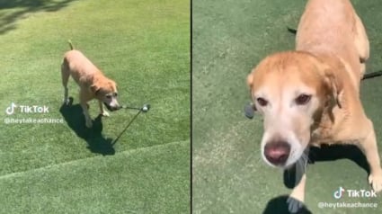 Illustration : Quand un Labrador Retriever golfeur éclipse les humains sur le green (vidéo)