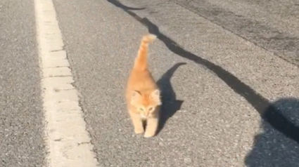 Illustration : Une joggeuse rencontre un chaton perdu sur son chemin et se donne pour mission de retrouver ses propriétaires (vidéo)