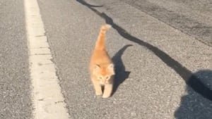 Illustration : "Une joggeuse rencontre un chaton perdu sur son chemin et se donne pour mission de retrouver ses propriétaires (vidéo)"