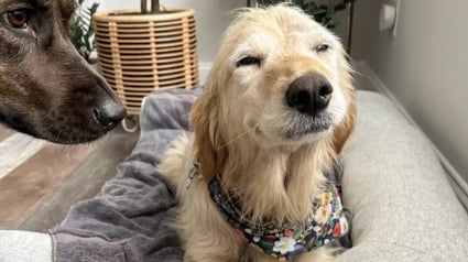 Illustration : Soulagée d’avoir été sauvée de la rue, cette chienne esquisse un doux sourire sur son visage (vidéo)