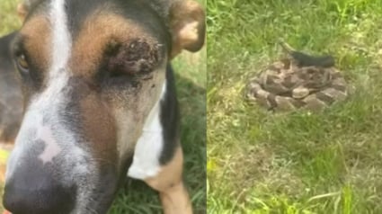 Illustration : "J'ai entendu un cri" : course contre la montre pour sauver la vie d'un chien mordu par un serpent venimeux