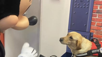 Illustration : Une chienne d'assistance s'octroie une pause bien méritée dans les bras d'un célèbre personnage Disney (vidéo)