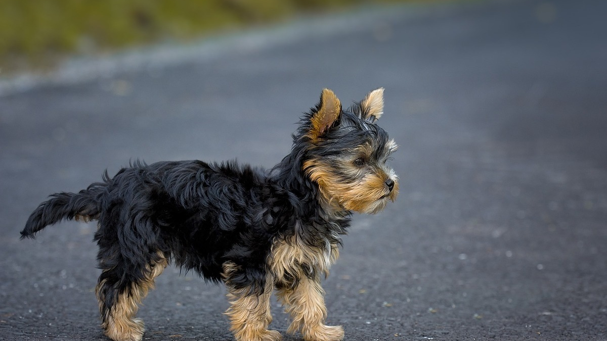 Illustration : "Une femme tente courageusement de sauver une chienne abandonnée sur la route après un vol de voiture brutal"