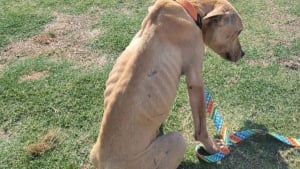 Illustration : Ayant perdu tout espoir d'être sauvé, un chien émacié fait une rencontre qui va changer sa vie (vidéo)