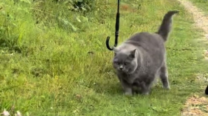 Illustration : Un homme attentionné n'hésite pas à jouer les majordomes pour son chat sénior lors des promenades (vidéo)