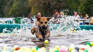 Illustration : Course à obstacles, cani-paddle, pistage... Au Woofest, vivez une aventure unique avec votre chien et renforcez votre lien !