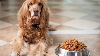 Illustration : Que donner à manger à son chien ou à son chat ? Une vétérinaire vous livre ses conseils dans "La Touche Animale" à 19h !