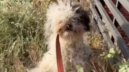 Illustration : Un couple recueille une chienne errante mal en point, puis comprend qu'il aura plus de travail que prévu