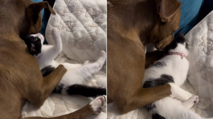 Illustration : La touchante complicité entre un chaton turbulent et une Pitbull patiente et attentionnée (vidéo)