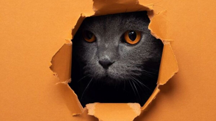 Illustration : 20 photos surprenantes et originales de chats traversant un mur de papier