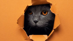 Illustration : 20 photos surprenantes et originales de chats traversant un mur de papier