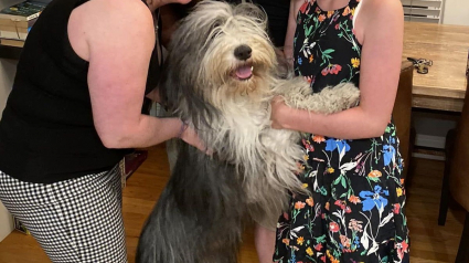 Illustration : "Payez ou vous ne reverrez plus votre chien" : la demande troublante adressée à la famille d’un Bearded Collie volé