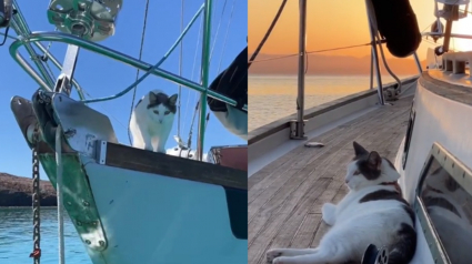 Illustration : Un chat défie les stéréotypes et devient un véritable aventurier des mers (vidéo)