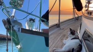 Illustration : Un chat défie les stéréotypes et devient un véritable aventurier des mers (vidéo)