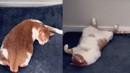 Illustration : Un chat fait sensation avec ses positions de sommeil hilarantes (vidéo)