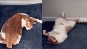 Illustration : Un chat fait sensation avec ses positions de sommeil hilarantes (vidéo)