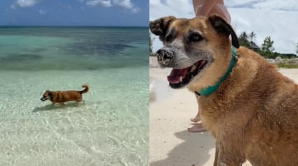 Illustration : A la rencontre de Soldier, chien sourd et aveugle accueillant joyeusement les visiteurs d'une île paradisiaque