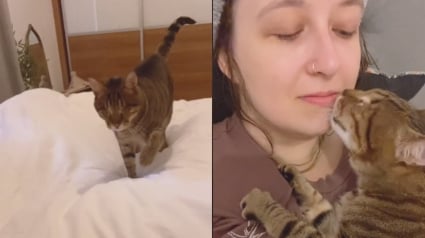 Illustration : Une nouvelle vidéo de Dmitri le chat aveugle dévoile l'adorable rituel matinal qu'il partage avec son humaine