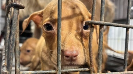 Illustration : Des vétérinaires luttent pour sauver des chiots et leur mère retrouvés dans un état critique sur un chantier