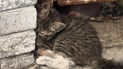 Illustration : Un chaton errant blessé à la patte passe de la résignation à l'espoir grâce à des âmes bienveillantes