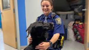 Illustration : "Quelque chose de spécial se produit" lorsqu'un un chiot abandonné rencontre une agente de police