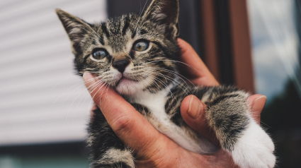 Illustration : Le geste héroïque d'un couple de retraités change le sort de 4 chatons découverts parmi les déchets