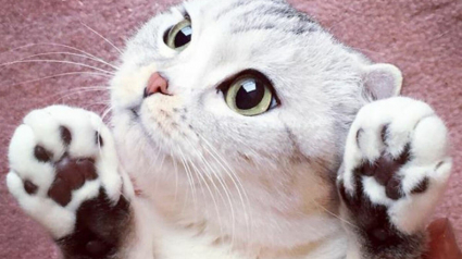 Illustration : 15 photos de Hana, la Scottish Fold au regard sublime et dont la meilleure amie est une perruche