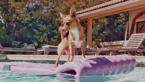 Illustration : 15 chiens ayant adopté le farniente en piscine sur des jouets gonflables