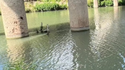 Illustration : Un chat coincé sur un tronc d'arbre flottant au beau milieu d'une rivière appelle désespérément à l'aide