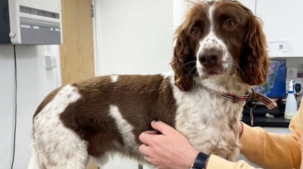 Illustration : En promenade sur la plage, un chien frôle la catastrophe après avoir avalé des arêtes de poisson