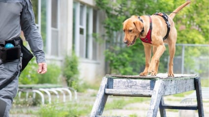 Illustration : Un policier change le destin d’un chien de refuge en lui offrant une carrière au sein de son unité de recherche et sauvetage