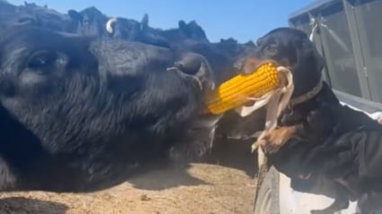 Illustration : Ce chien fait preuve d'une grande détermination face à une vache qui tente de lui voler son épi de maïs (vidéo)