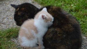 Illustration : Une maman chat et ses petits pris au piège dans un barbecue déclenchent l'intervention d'agents animaliers