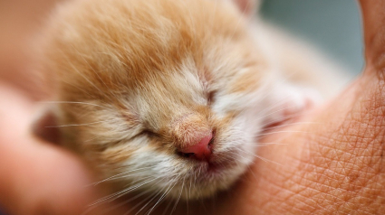 Illustration : Des voisins unissent leurs forces pour essayer de secourir des chatons nouveau-nés jetés à la poubelle