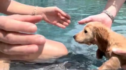 Illustration : La vidéo adorable d’un chiot Teckel qui apprend à nager a fait fondre le cœur des internautes 