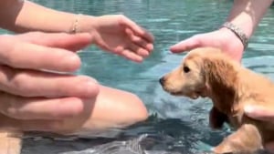 Illustration : "La vidéo adorable d’un chiot Teckel qui apprend à nager a fait fondre le cœur des internautes "