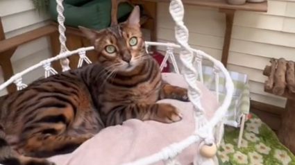 Illustration : A la rencontre de Jake, un chat Bengal pour qui on a transformé une simple terrasse en paradis félin (vidéo)