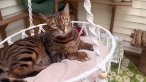 Illustration : A la rencontre de Jake, un chat Bengal pour qui on a transformé une simple terrasse en paradis félin (vidéo)