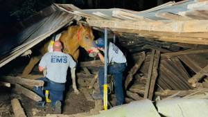 Illustration : Un cheval pris au piège sous une grange effondrée provoque une opération de sauvetage