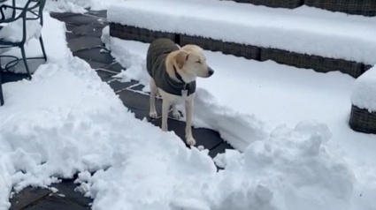 Illustration : La vidéo hilarante d’une chienne qui fait semblant d’être bloquée par un tas de neige non déblayé