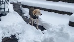 Illustration : "La vidéo hilarante d’une chienne qui fait semblant d’être bloquée par un tas de neige non déblayé"