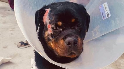 Illustration : Des nouvelles de Tyron, le Rottweiler victime de sévices extrêmes dont une lame enfoncée dans le crâne