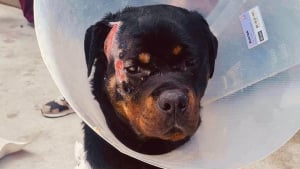 Illustration : Des nouvelles de Tyron, le Rottweiler victime de sévices extrêmes dont une lame enfoncée dans le crâne