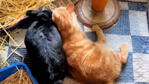 Illustration : Un chat et son ami lapin ont un tendre rituel matinal qu'ils ne manqueraient pour rien au monde (vidéo)