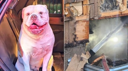 Illustration : L'instinct héroïque d'un Bulldog Américain l'amène à protéger toute sa famille menacée par un incendie